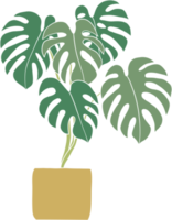 monstera plant freehand drawing flat design. png