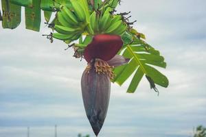 palmeras racimos de plátanos con corazones de plátano en crecimiento foto
