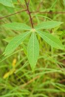 cassava leaves planted in fields with dense grass photo