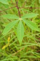 hojas de mandioca plantadas en campos con hierba densa foto