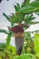 palm trees bunches of bananas with growing banana hearts photo