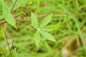 hojas de mandioca plantadas en campos con hierba densa foto