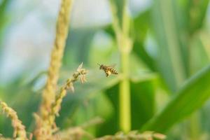 Honey bees fly among the flowers looking for nectar photo