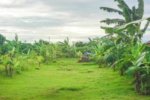 The green farmers' fields are filled with banana and mango trees in the middle there is a hut to rest photo