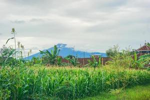 beautiful panoramic views in corn fields with mountain backgrounds, atmosphere in the morning photo