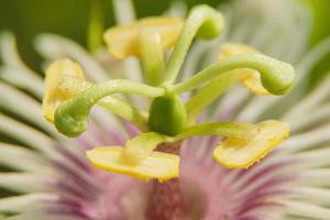 close-up of a flower leaf with beautiful colors photo