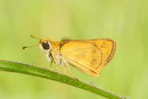 close-up of a yellow moth perched on a stalk photo