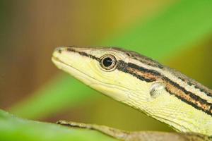 Close-up of a grass lizard perched on a branch of grass photo