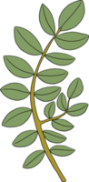 desenho floral simples à mão livre png