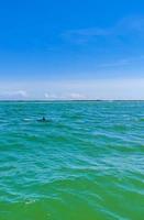 Dolphins swimming in the water off Holbox Island Mexico. photo