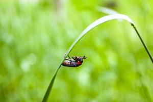 Beetle hangs on a blade of grass and eats something. photo