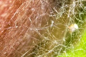 Entangled spider web, green-brown forest background. photo