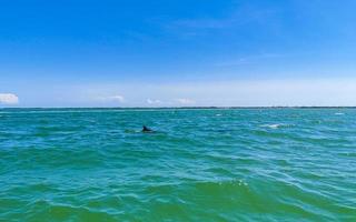 delfines nadando en el agua de la isla holbox mexico. foto