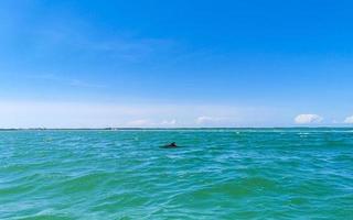 delfines nadando en el agua de la isla holbox mexico. foto