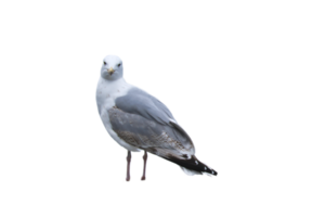 mouette coupée en transparence. oiseau de mer, pour l'installation et le traitement ultérieur des images png