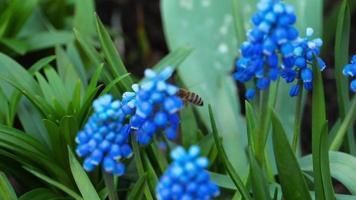 Bumblebee insect collects pollen on blue flower muscari video