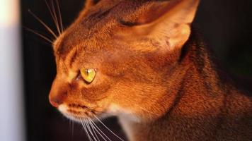 Abyssinian cat portrait on a loggia in the rays of the setting sun video