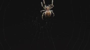 araignée sur le web mange des proies, lumière du soir video