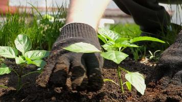 Anbau von Bio-Produkten im Garten. Landwirt Agronom pflanzt Paprika in den Boden