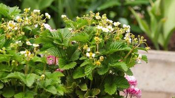 Blossom of a white strawberry plant opening. Bushes with white flowers and a yellow middle, green leaves on moist soil. Organic fruit spring an video