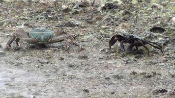 Close up, crabs on the coast. Amazing tropical world of Semilan Islands, Thailand. Crabs find food at silt on exposed bottom of sea beach at low tide video