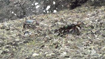 Two crabs on a rock off the coast, handheld shot. In the background splashes from the waves video