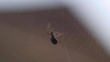 A close up view of a spider on its web video