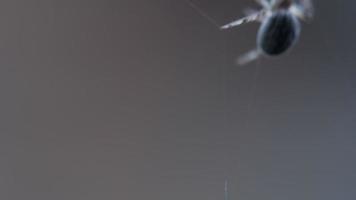 Spinnengartenspinne Araneus webt ein Netz video