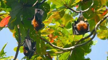 Three Lyle's flying fox Pteropus lylei hangs on a tree branch, slow motion video