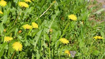 vicino su tiro di giallo denti di leone nel un' campo su un' estate giorno. farfalle su un' fiore video