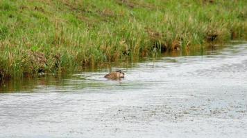 stockente tauchen nach nahrung im teich video