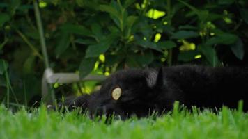 Schots vouwen zwart kat leugens in de groen gras in de buurt huisje video