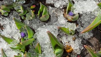 Time Lapse shot of melting snow between sprouts, leaves and buds of Muscari spring flower video