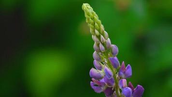 Purple wild lupines on a sunny morning video