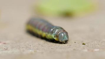 larva de mosca de bétula verde rastejando na calçada, macro. dof raso. video