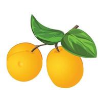 Botanical peach icon cartoon vector. Apricot fruit vector