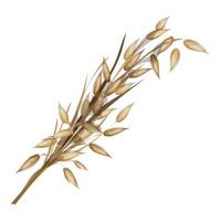 Dry spike of rice icon cartoon vector. Wild plant