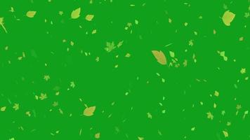 Ahornblatt, das über grünen Bildschirmhintergrund fällt, Ahornblatt, das in der Luft über Alphakanal schwebt. 3D-Ahornblattschleifen-Animationsvideo Fliegendes Ahornblatt, fallender Hintergrund der Herbstahornblätter video