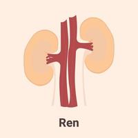 Icon, banner, poster, flat illustration with human kidneys and text Ren vector