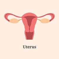 Icon, banner, poster, flat illustration with human uterus and text Uterus vector