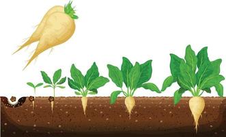 Sugar beet growth stages infographic. Development and productivity of sugar beet. The growth process of sugar beet from seeds, and sprouts to mature plant with ripe fruit vector illustration