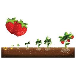 The cycle of growth of a strawberry plant. Strawberry plant growth stages. Strawberry plant growing stages from seeds, seedlings, flowering, and fruiting to mature plants with ripe red fruits.