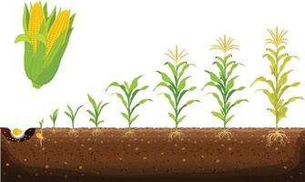 The cycle of growth of corn. Corn growing stages vector illustration in flat design. Planting process of the corn plant. Seed germination, root formation, shoots with leaves, and the harvesting stage