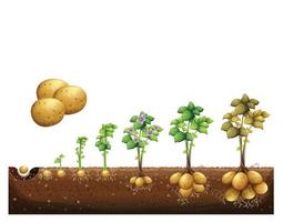 etapas de crecimiento de la planta de zanahoria, el proceso de crecimiento de la zanahoria a partir de semillas, brotar hasta la raíz principal madura, las zanahorias naranjas aprovechan el ciclo de vida de la botánica vegetal de raíz. cosecha cultivo y desarrollo vector