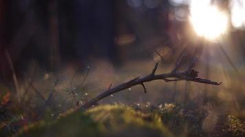 Panoramic movement of a dry twig sticking out of moss in the open air close-up video