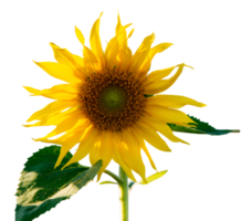 Sunflower flower isolated png