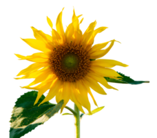 girasole fiore isolato png