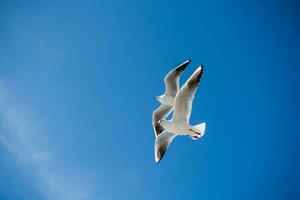 Pair of seagulls flying in sky over the sea waters photo