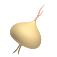 patata dolce fagiolo 3d icona png