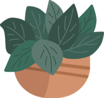 Green plants in pots. png